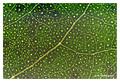 Leaf at 3X magnification