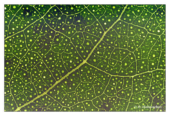 Leaf at 3X magnification