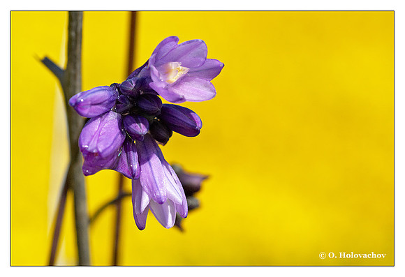 Blue Dicks (Dichelostemma sp) from Motte Rim Rock Reserve, California, USA