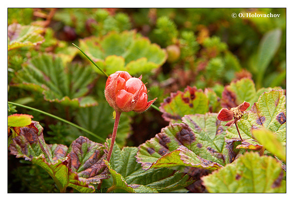 Cloudberry (Rubus chamaemorus) from Tromsø, Norway