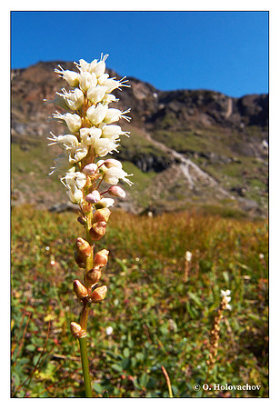 Alpine bistort (Bistorta vivipara) from Låktatjåkka, Sweden