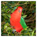 Australian King parrot (Alisterus scapularis) in the Lamington National Park, Australia