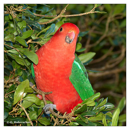 Australian King parrot (Alisterus scapularis) in the Lamington National Park, Australia