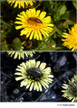 Taraxacum sp. (Asteraceae) in visible (top) and reflected UV (bottom)