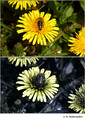Taraxacum sp. (Asteraceae) in visible (top) and reflected UV (bottom)