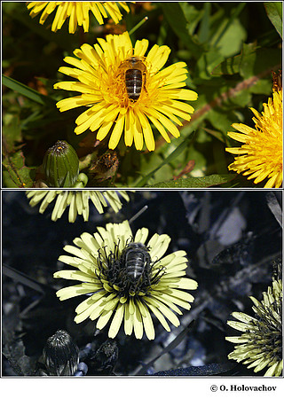 Taraxacum sp. (Asteraceae) in visible (top) and reflected UV (bottom)