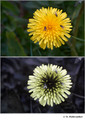 Taraxacum sp. (Asteraceae) in visible (top) and reflected UV (bottom)