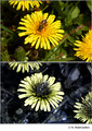 Taraxacum sp. (Asteraceae) in visible (top) and reflected UV (bottom)