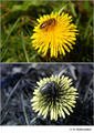 Taraxacum sp. (Asteraceae) in visible (top) and reflected UV (bottom)