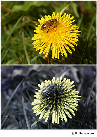 Taraxacum sp. (Asteraceae) in visible (top) and reflected UV (bottom)