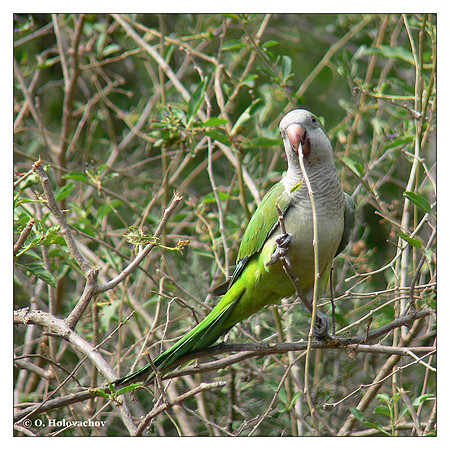 Monk parakeet (Myiopsitta monachus) in Cordoba, Argentina
