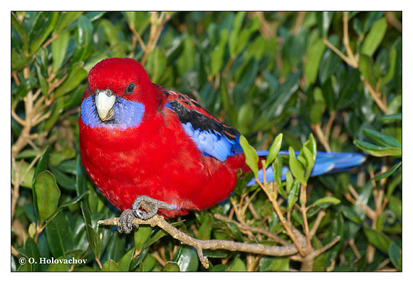 Crimson rosella (Platycercus elegans) in Lamington National Park, Australia