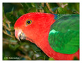 Australian King parrot (Alisterus scapularis) in the Lamington National Park, Australia