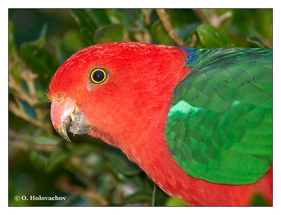 Australian King parrot (Alisterus scapularis) in the Lamington National Park, Australia
