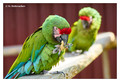 Military macaw (Ara militaris) captive