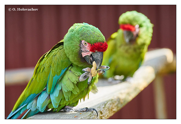 Military macaw (Ara militaris) captive