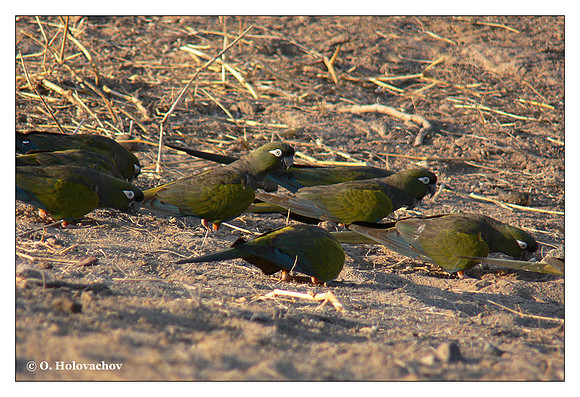 Burrowing parrot (Cyanoliseus patagonus) near San Juan, Argentina