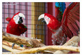 Red-and-green macaw (Ara chloropterus), captive