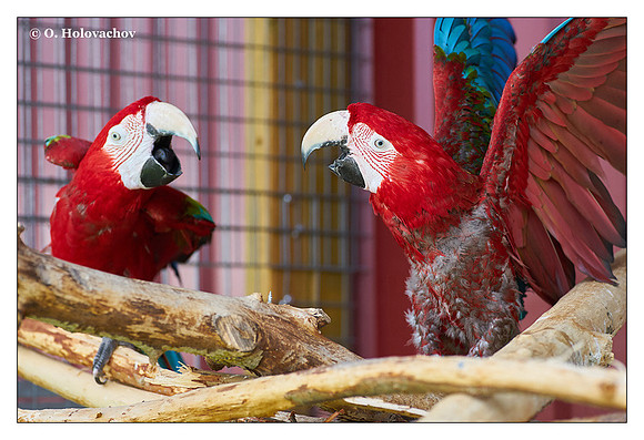 Red-and-green macaw (Ara chloropterus), captive