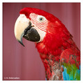 Red-and-green macaw (Ara chloropterus), captive