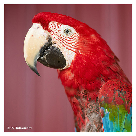 Red-and-green macaw (Ara chloropterus), captive