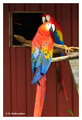 Scarlet macaw (Ara macao), captive