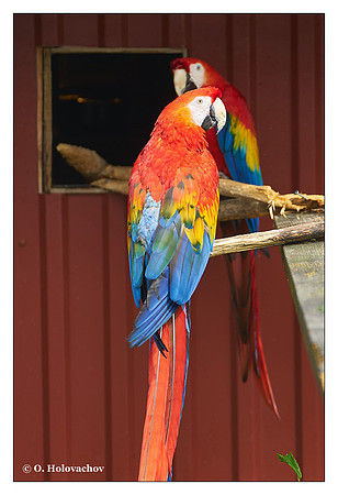 Scarlet macaw (Ara macao), captive