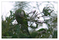 Monk parakeet (Myiopsitta monachus) in Villa Carlos Paz, Argentina