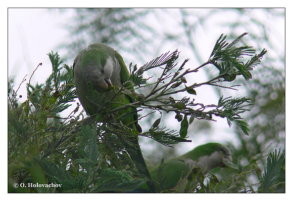 Monk parakeet (Myiopsitta monachus) in Villa Carlos Paz, Argentina