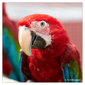 Red-and-green macaw (Ara chloropterus), captive