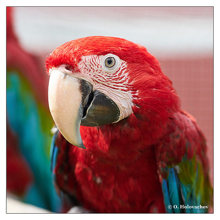 Red-and-green macaw (Ara chloropterus), captive