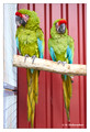 Great green macaw (Ara ambiguus), captive