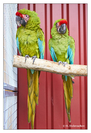 Great green macaw (Ara ambiguus), captive