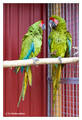 Great green macaw (Ara ambiguus), captive