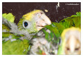 Young Yellow-headed Amazon (Amazona oratrix), captive
