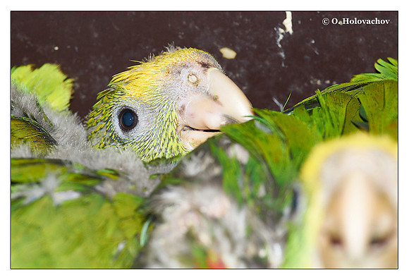 Young Yellow-headed Amazon (Amazona oratrix), captive
