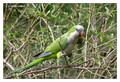 Monk parakeet (Myiopsitta monachus) in Cordoba, Argentina