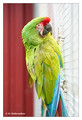 Military macaw (Ara militaris) captive