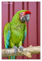 Great green macaw (Ara ambiguus), captive