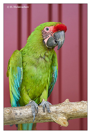 Great green macaw (Ara ambiguus), captive