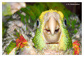 Young Yellow-headed Amazon (Amazona oratrix), captive
