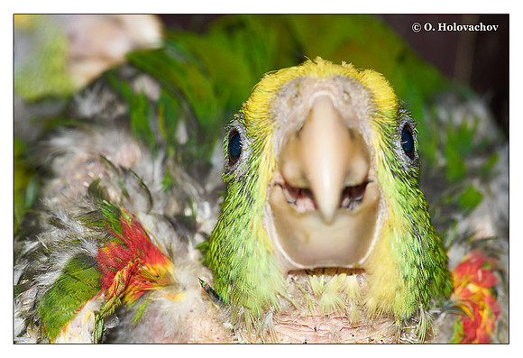 Young Yellow-headed Amazon (Amazona oratrix), captive