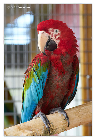 Red-and-green macaw (Ara chloropterus), captive
