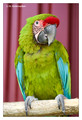 Great green macaw (Ara ambiguus), captive