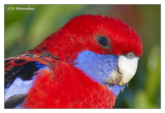 Crimson rosella (Platycercus elegans) in Lamington National Park, Australia