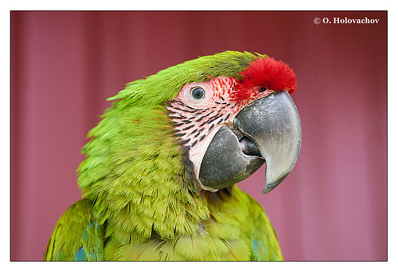 Great green macaw (Ara ambiguus), captive