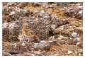 Willow Grouse (Lagopus lagopus) in Abisko National Park, Sweden