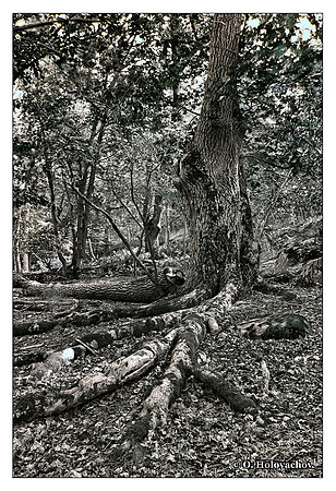 Oak forest