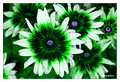 Rudbeckia hirta - GBU composite