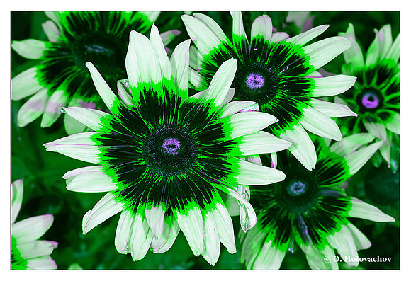Rudbeckia hirta - GBU composite